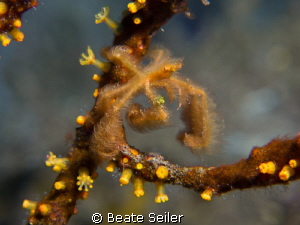 small Oranguthan crab by Beate Seiler 